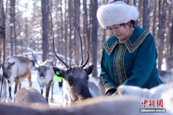 鹿铃回响大兴安岭 鄂温克驯鹿人守护“林海之舟”
