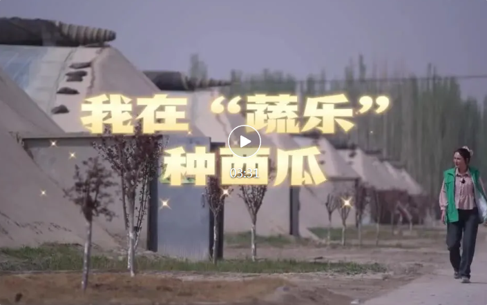 侨乡故事 | 我在“蔬乐”种西瓜