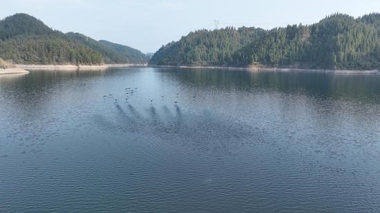 黑劲鸬鹚在水库展翅高飞。李昌焯  摄