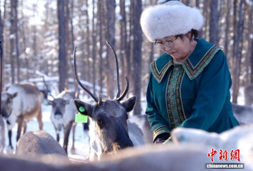 鹿铃回响大兴安岭 鄂温克驯鹿人守护“林海之舟”