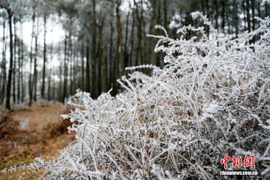 图为12月24日，位于威宁自治县观风海镇的国有沙子坡林场内，灌木丛开满“银花”，尽显高原冬日静谧之美。陈逍 摄