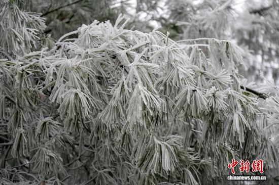 受冷空气持续影响，贵州省毕节市威宁彝族回族苗族自治县部分高海拔地区山峦、树木披上了“银装”，放眼望去，万千枝条或遒劲弯曲、或舒展挺拔，尽显高原冬日静谧之美。图为12月24日，在威宁自治县观风海镇的国有沙子坡林场内，松针被雾凇裹成毛茸茸的银条。陈逍 摄