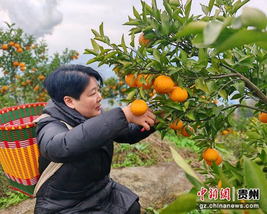 游客在基地采摘耙耙柑。谢永恒 摄
