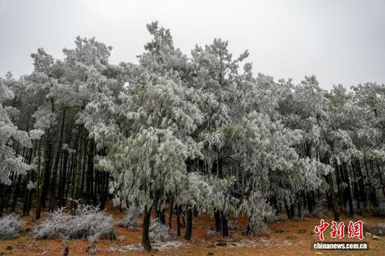 图为12月24日，位于威宁自治县观风海镇的国有沙子坡林场内，树木披上“银装”，尽显高原冬日静谧之美。陈逍 摄