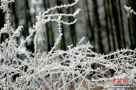 图为12月24日，位于威宁自治县观风海镇的国有沙子坡林场内，灌木丛开满“银花”，尽显高原冬日静谧之美。陈逍 摄
