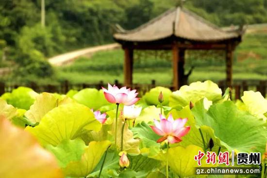 桑木镇土河景区盛开荷花盛开。习水县融媒体中心供图