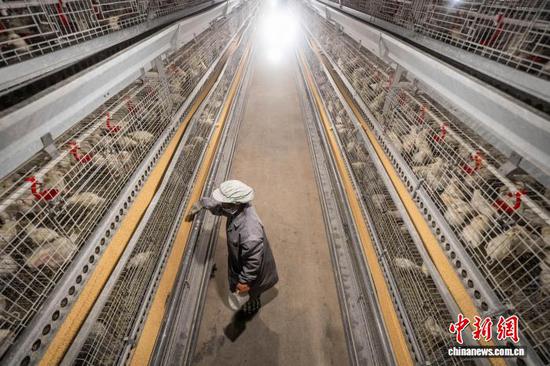 图为工人在赫章县松林坡乡青年鸡养殖场对鸡舍进行日常管理。罗大富 摄
