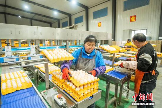 图为工人在赫章县平山镇长冲村蛋鸡养殖场搬运和摆放鸡蛋。罗大富 摄