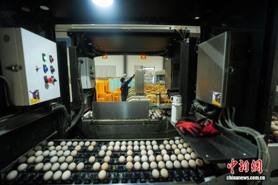 图为工人在赫章县平山镇长冲村蛋鸡养殖场的生产线上补充鸡蛋托盘。罗大富 摄