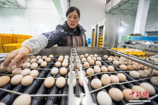 图为在赫章县野马川工业园区，工人正在检查清洗后的鸡蛋。罗大富 摄