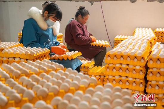图为工人在赫章县平山镇长冲村蛋鸡养殖场分选鸡蛋。罗大富 摄