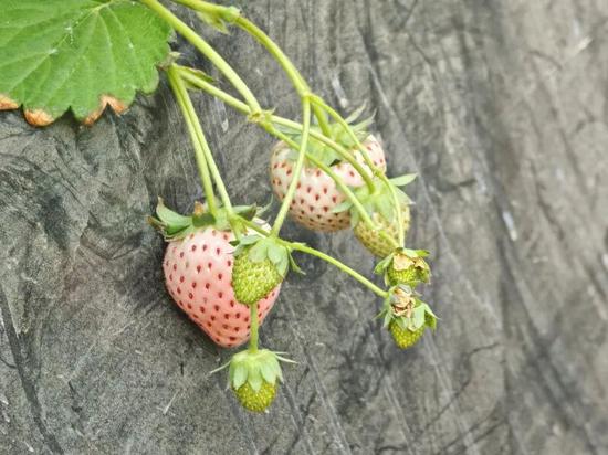 采摘园里的新品种草莓已成熟。古丽阿亚提 摄