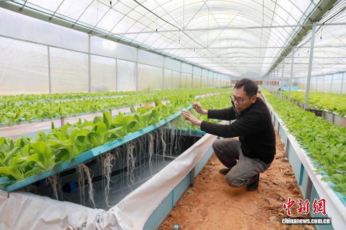 “雾”里“生金” 广西返乡创业夫妇巧用“气雾”种菜