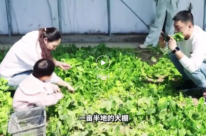 侨乡故事 | 菜园子里的“海归”