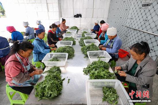 资料图为：工人在龙里县湾滩河镇分拣豌豆尖。　记者 瞿宏伦 摄