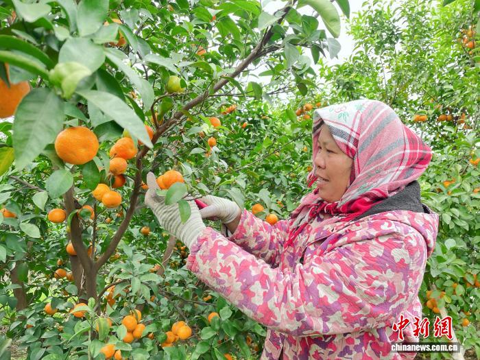 果香漫邕城 南宁砂糖橘“甜蜜上市”