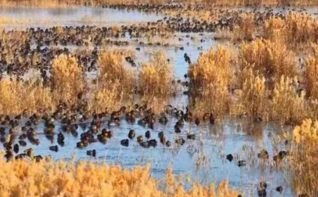 精彩兵团 | 湿地成越冬候鸟栖息乐园
