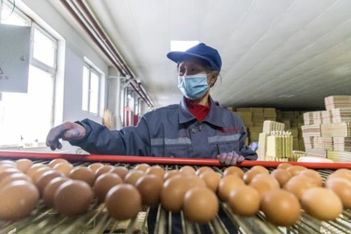 工作人员在挑选符合品质的鸡蛋。

