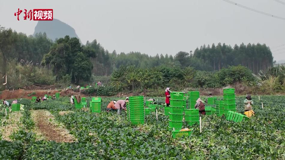 广西贺州乡村变身粤港澳“菜园子”