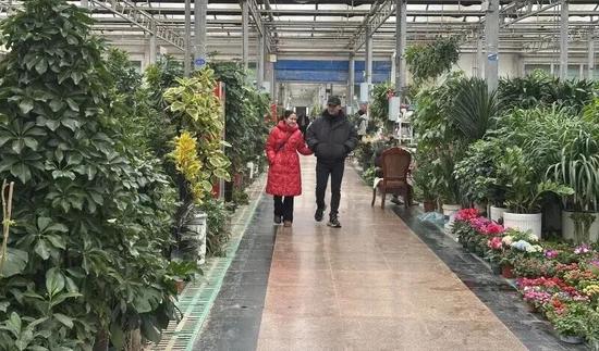 市民在逛花卉市场。伊尔番 摄
