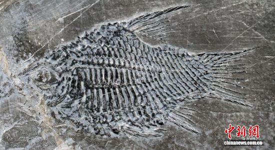 小贵州短体鱼模式标本。徐光辉 供图