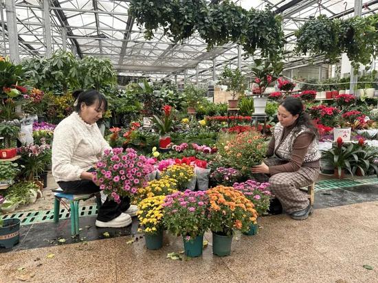 花卉市场员工正在修剪花枝。伊尔番 摄