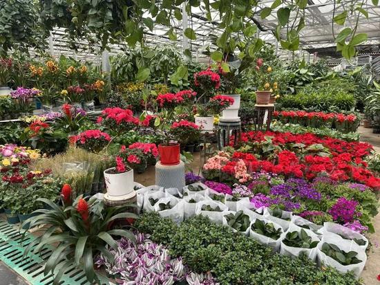 北慕花卉市场内五彩缤纷的花卉。伊尔番 摄