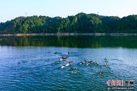 岑巩县大有镇下溪水库管护有效,黑颈鸬鹚成群戏水。杨云 摄 岑巩县大有镇下溪水库管护有效,黑颈鸬鹚成群戏水。杨云 摄