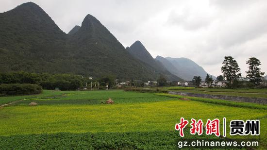 1月1日航拍贵州黔西南布依族苗族自治州兴义万峰林，油菜花局部盛开。李和江 摄