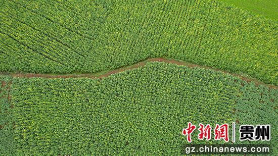 1月1日航拍贵州黔西南布依族苗族自治州兴义万峰林，油菜花局部盛开。李和江 摄