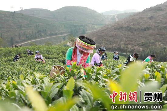 图为安龙分会场，进行早茶采摘。安龙县融媒体中心 供图
