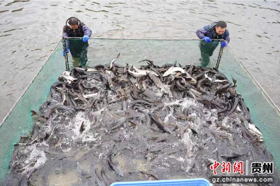 图为工人们在为出口的出口的鲟鳇鱼订单备货。 图为工人们在为出口的出口的鲟鳇鱼订单备货。