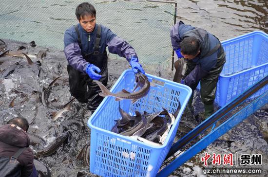 图为工人们在为出口的出口的鲟鳇鱼订单备货。 图为工人们在为出口的出口的鲟鳇鱼订单备货。