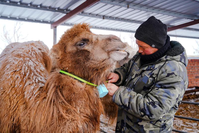 木垒县雀仁乡正格勒得村牧民正给家中骆驼安装“北斗项圈”。　本报记者　常谊谊　摄
