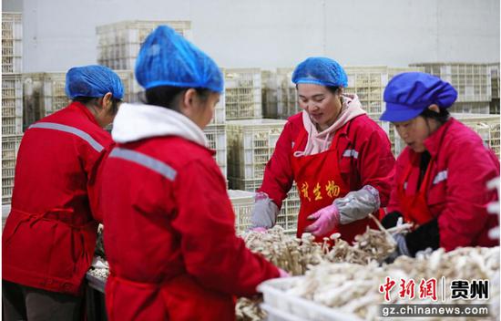 贵州顺诚生物科技有限公司出菇房里的鹿茸菇。岑光柱  摄