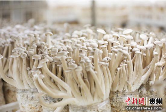 贵州顺诚生物科技有限公司出菇房里的鹿茸菇。岑光柱  摄