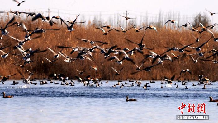 新疆昆玉：沙漠湿地成候鸟迁徙驿站