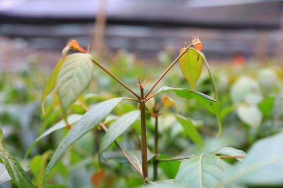 在剑河县钩藤种苗繁育基地内的钩藤苗。(剑河县融媒体中心供图) 在剑河县钩藤种苗繁育基地内的钩藤苗。(剑河县融媒体中心供图)