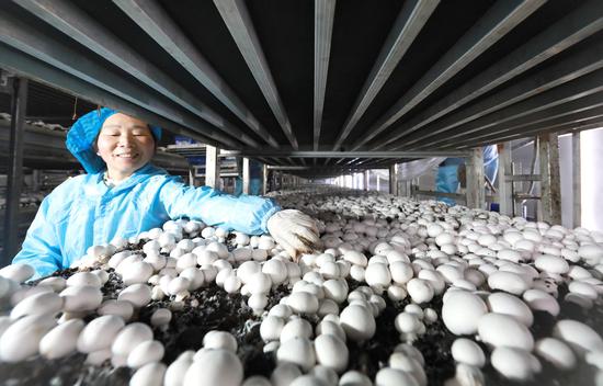 工人在采双孢菇。万再祥 摄 工人在采双孢菇。万再祥 摄