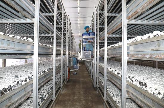 工人在采双孢菇。万再祥 摄 工人在采双孢菇。万再祥 摄