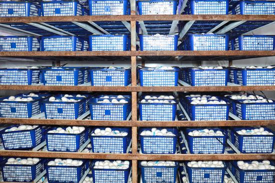 刚采收的双孢菇。万再祥 摄 刚采收的双孢菇。万再祥 摄