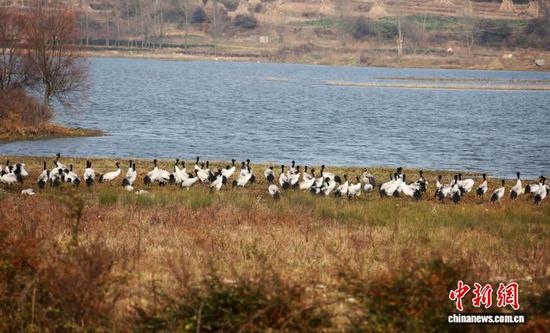 1月6日，成群结队的黑颈鹤在威宁自治县锁黄仓国家湿地公园悠闲觅食。据贵州省毕节市威宁彝族回族苗族自治县草海国家级自然保护区最新监测数据显示，目前到草海越冬的黑颈鹤数量已达2842只，创同期历史新高。此外，草海还迎来众多“候鸟访客”，包括灰鹤918只、斑头雁6000余只、骨顶鸡10000余只、赤麻鸭1400余只，普通鸬鹚70余只、苍鹭220余只、白鹭300余只、斑嘴鸭600余只、红嘴鸥1100余只，其他鸟类25000余只。罗喜贵 摄