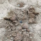 新疆发现昆虫新物种！