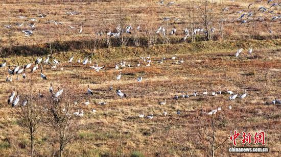 1月6日，成群结队的黑颈鹤在威宁自治县锁黄仓国家湿地公园悠闲觅食。罗喜贵 摄
