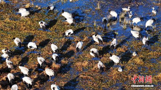 1月6日，成群结队的黑颈鹤在威宁自治县锁黄仓国家湿地公园悠闲觅食。罗喜贵 摄