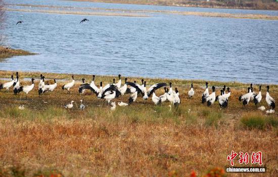 1月6日，成群结队的黑颈鹤在威宁自治县锁黄仓国家湿地公园悠闲觅食。罗喜贵 摄