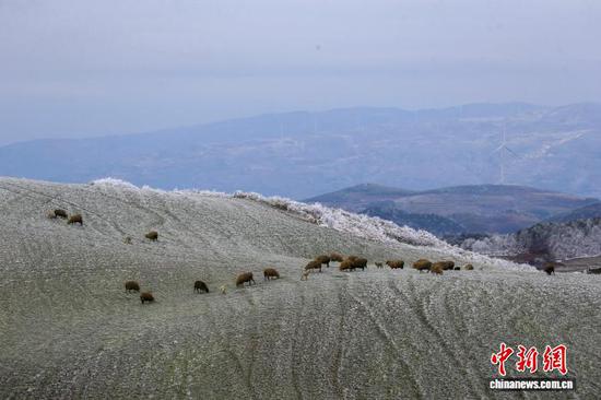 1月8日,贵州省毕节市威宁彝族回族苗族自治县雪山镇灼甫草场出现雾凇景象。沈光勇 摄 1月8日,贵州省毕节市威宁彝族回族苗族自治县雪山镇灼甫草场出现雾凇景象。沈光勇 摄