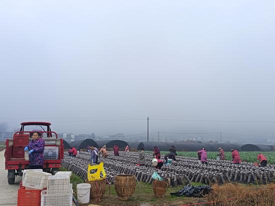 松桃普觉木耳种植基地里,村民们忙于将采摘木耳准备装车。 松桃普觉木耳种植基地里,村民们忙于将采摘木耳准备装车。