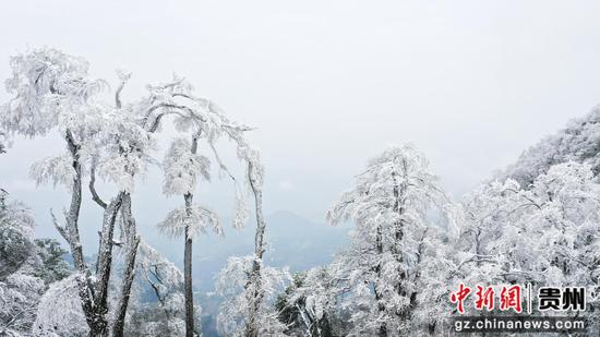 1月6日,在贵州省剑河县南哨镇老山界拍摄的雾凇景观。 万文杰 摄 1月6日,在贵州省剑河县南哨镇老山界拍摄的雾凇景观。 万文杰 摄