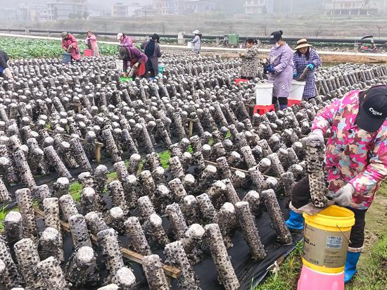 松桃普觉木耳种植基地里,村民们忙于采摘木耳。 松桃普觉木耳种植基地里,村民们忙于采摘木耳。